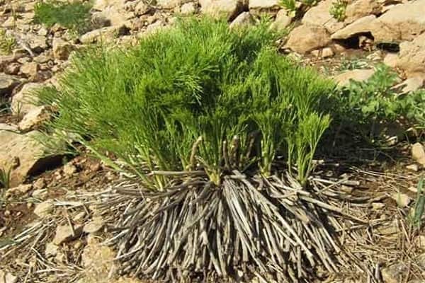 تصویر 4 از خرید و قیمت پودر گلنار فارسی + فروش عمده